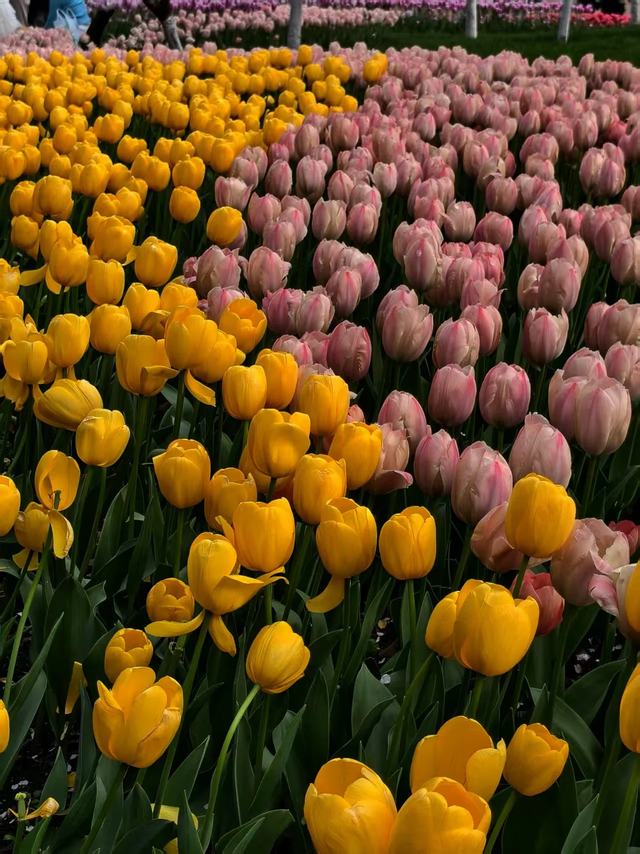 e3c6fbbb32f8187e7f9b56c77bc31d54